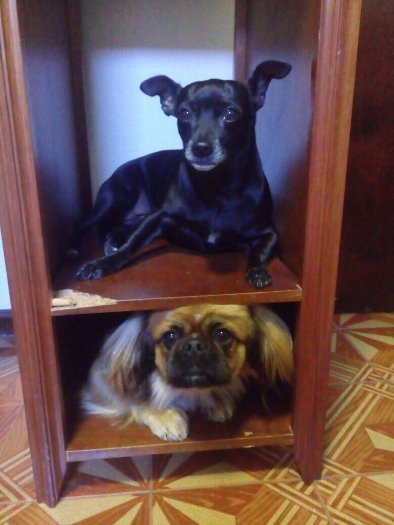 Picture of my dog Cacau and lilica