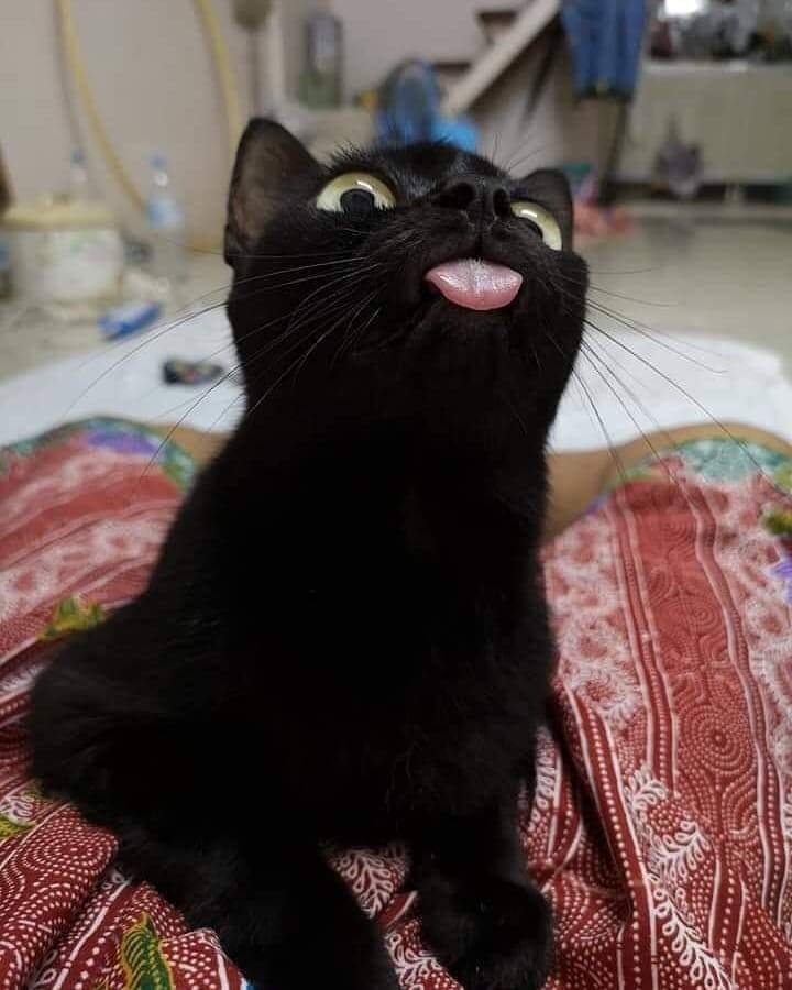 gatinho mostrando a lingua