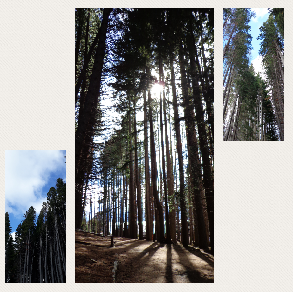 foto de árvores