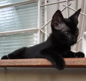 gato preto filhote